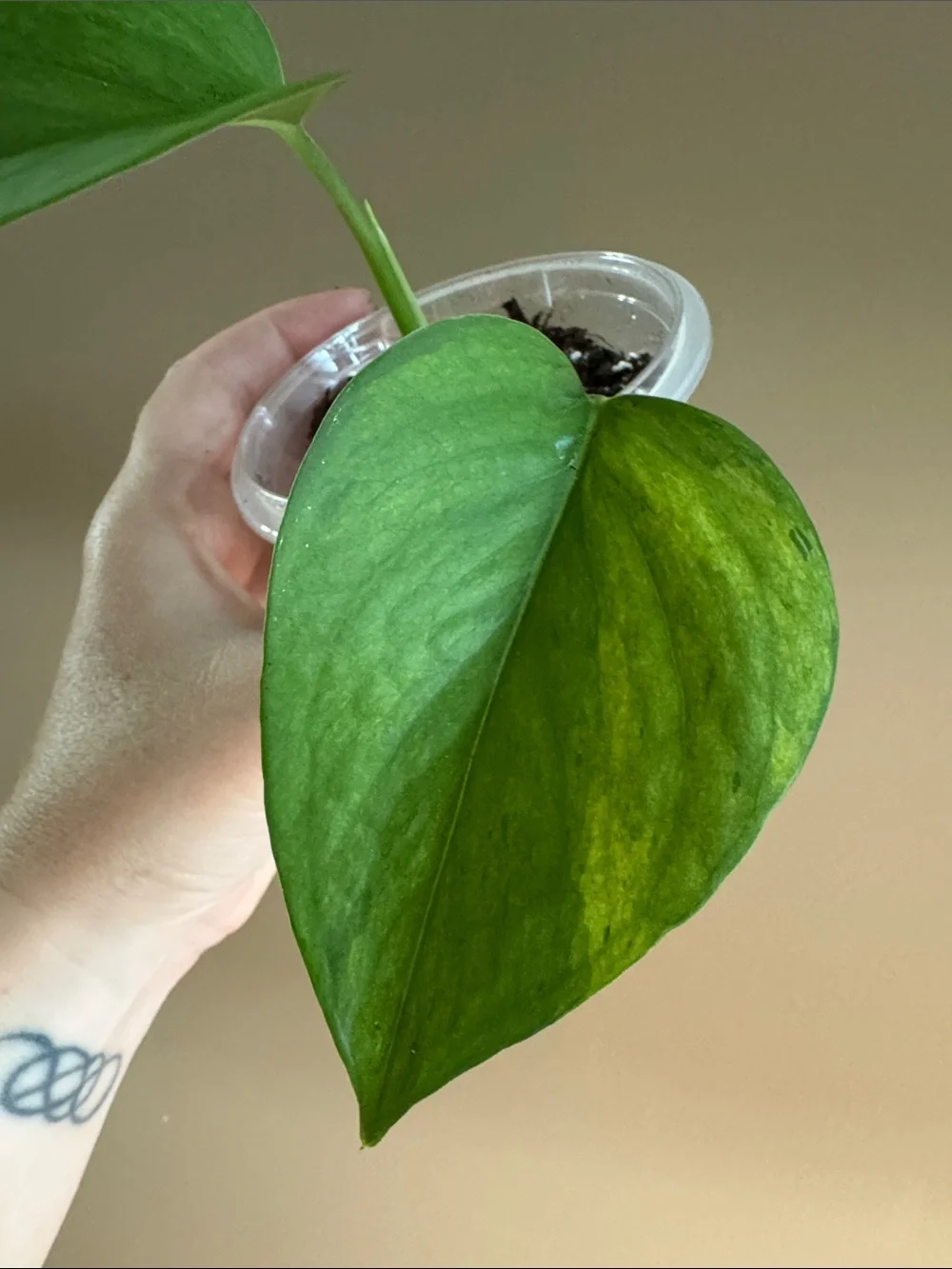 Jade Pothos - Rooted